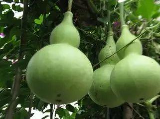 没成熟的瓜怎么吃,未熟瓜果的创意食用攻略