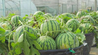 安兴吃瓜视频,揭秘娱乐圈幕后故事