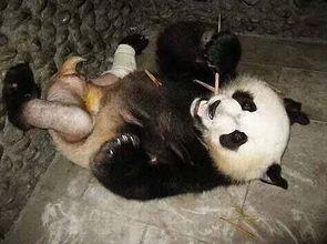 吃瓜被误伤的熊猫,一场意外的“吃瓜”风波