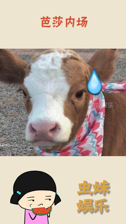 抖音吃瓜礼物,揭秘热门吃瓜礼物背后的故事