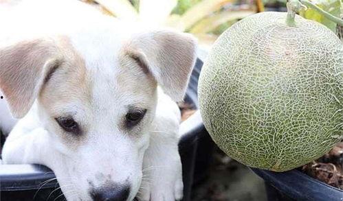 狗可以吃哈密瓜,哈密瓜，狗狗的新宠