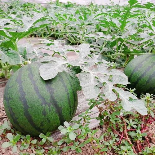 快乐吃瓜头像,揭秘快乐吃瓜头像背后的趣味人生