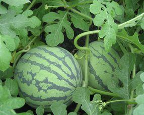 怀孕可以吃手瓜吗,手瓜——孕妇的滋补佳品