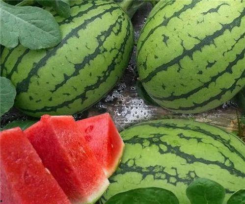 怎样吃瓜更快,揭秘如何高效吃瓜技巧