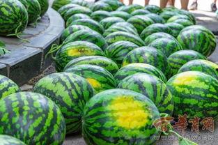 湖北某学校吃瓜,揭秘校园里的那些“秘密”与“传闻””