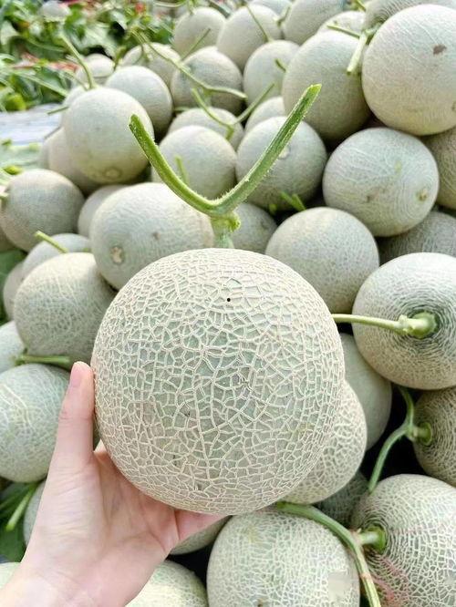 网纹瓜硬吃推荐,网纹瓜硬吃体验攻略