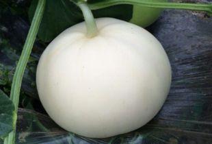 梦到吃梨瓜,揭秘梦中吃梨瓜的神秘寓意