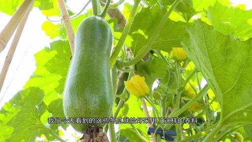 湾区码农吃瓜,揭秘硅谷科技圈的那些吃瓜趣事