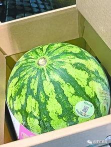 武汉吃瓜最近,揭秘网络热议背后的真相与笑料