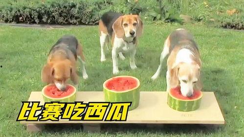 大狗子吃瓜,揭秘娱乐圈的幕后故事