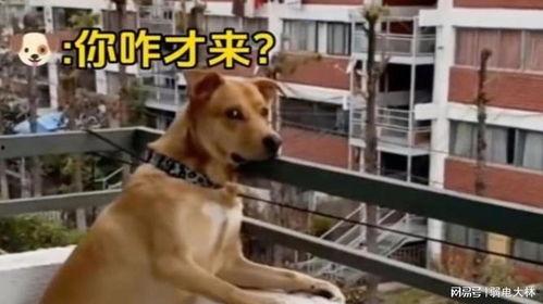 有人吵架狗狗吃瓜,见证邻里争吵现场