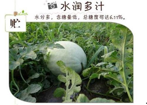 吃白瓜嘴角烂,嘴角烂问题一网打尽