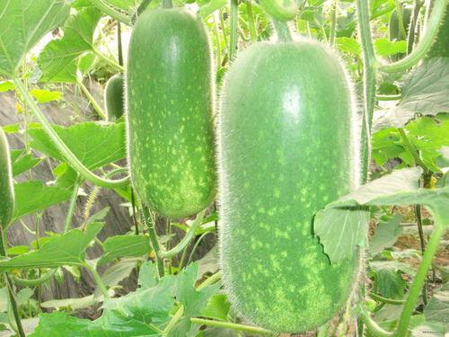 随风吃瓜视频大全,盘点热门视频大全，一网打尽娱乐圈新鲜事