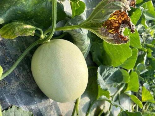 甜蜜吃瓜是什么,揭秘吃瓜背后的趣味与智慧