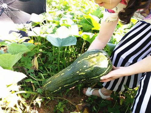 吃瓜不要钱有什么好处,揭秘免费瓜子的五大益处