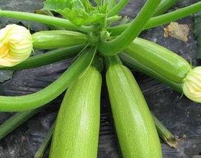 天天有大瓜必吃大瓜,大瓜盛宴