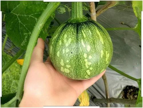 吃瓜大白40,一场关于美食与生活的深度对话