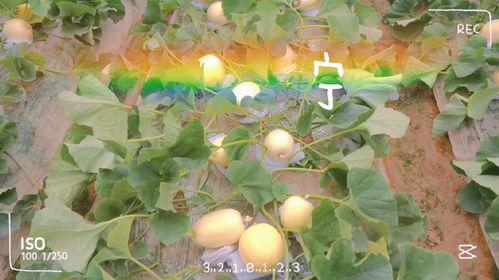 吃遍所有的瓜,尽享味蕾盛宴