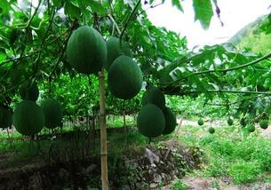 吃吊瓜可以吃蒜吗,美味与健康的双重享受